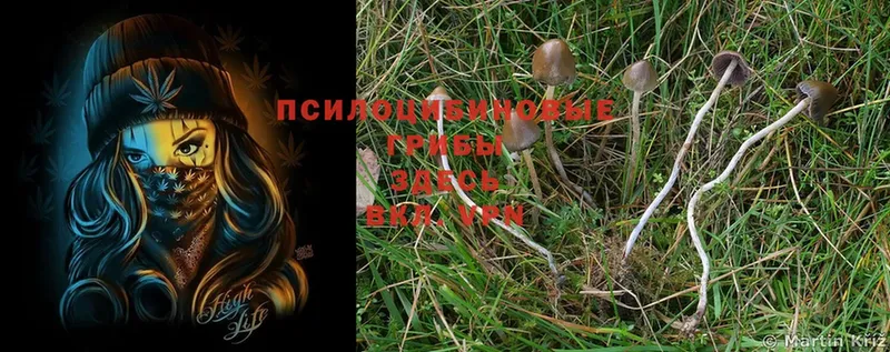 blacksprut онион  Белебей  Галлюциногенные грибы Magic Shrooms 